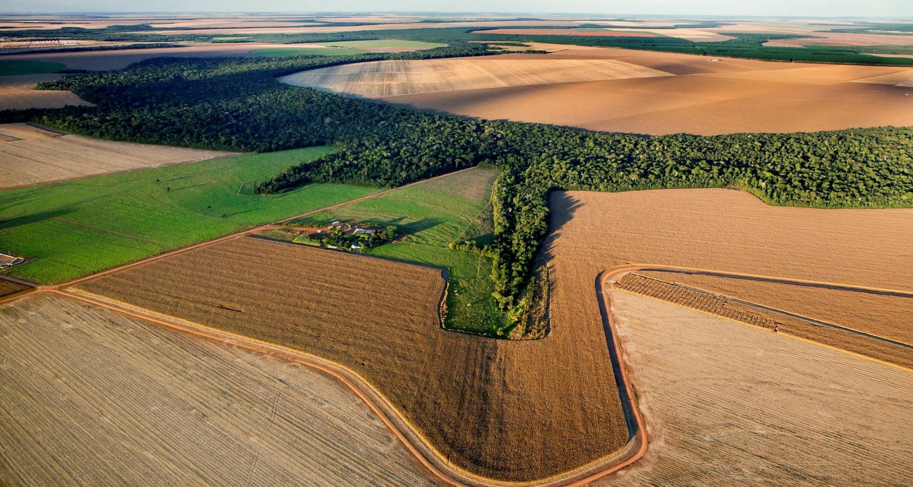 Lavouras representativas de agricultura regenerativa. Fonte: Bunge