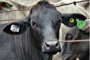 Animal rastreado com tecnologia da iBoi. Fonte: Portal do Agronegócio