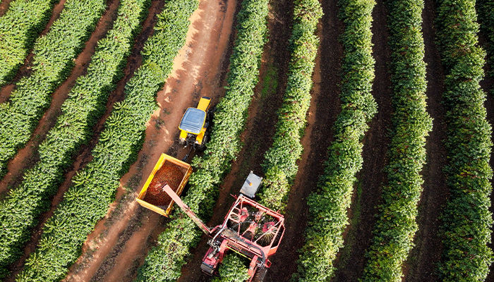 Colheita mecanizada de café. Fonte: AgroBayer