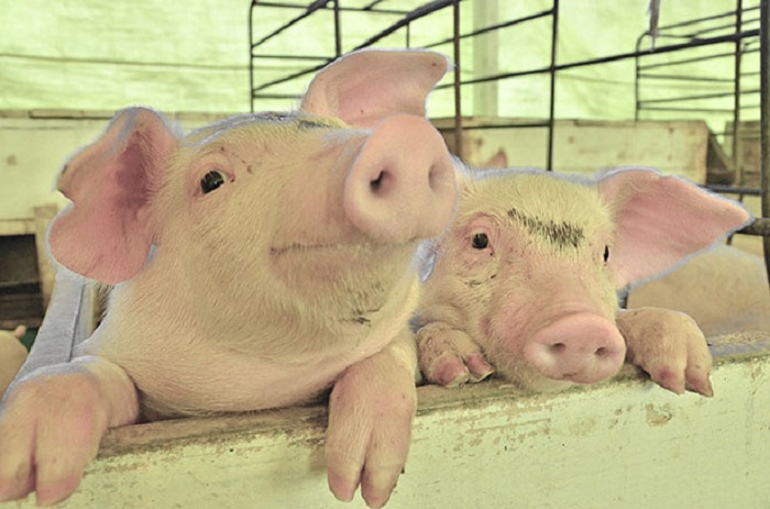 Criação de suínos. Fonte: A Lavoura