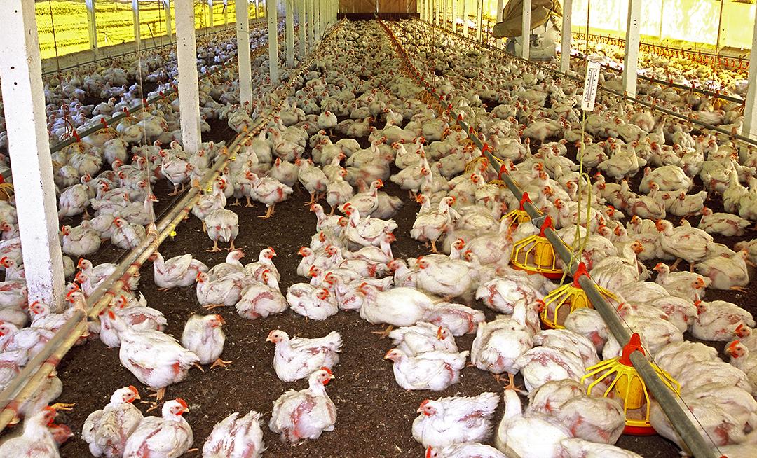 Galinhas em uma granja. Fonte: Designi