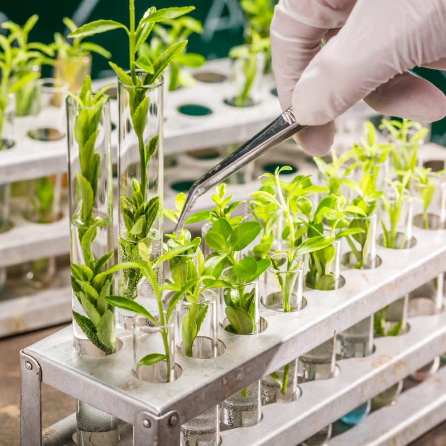 Mudas cultivadas em laboratório. Fonte: IVGTech