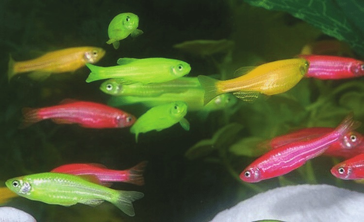 Peixes ornamentais. Fonte: Embrapa