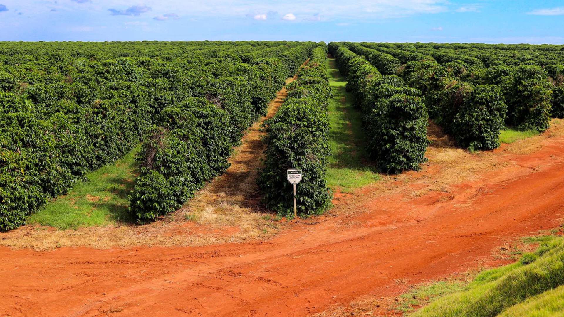 Plantação de café. Fonte: The AgriBiz
