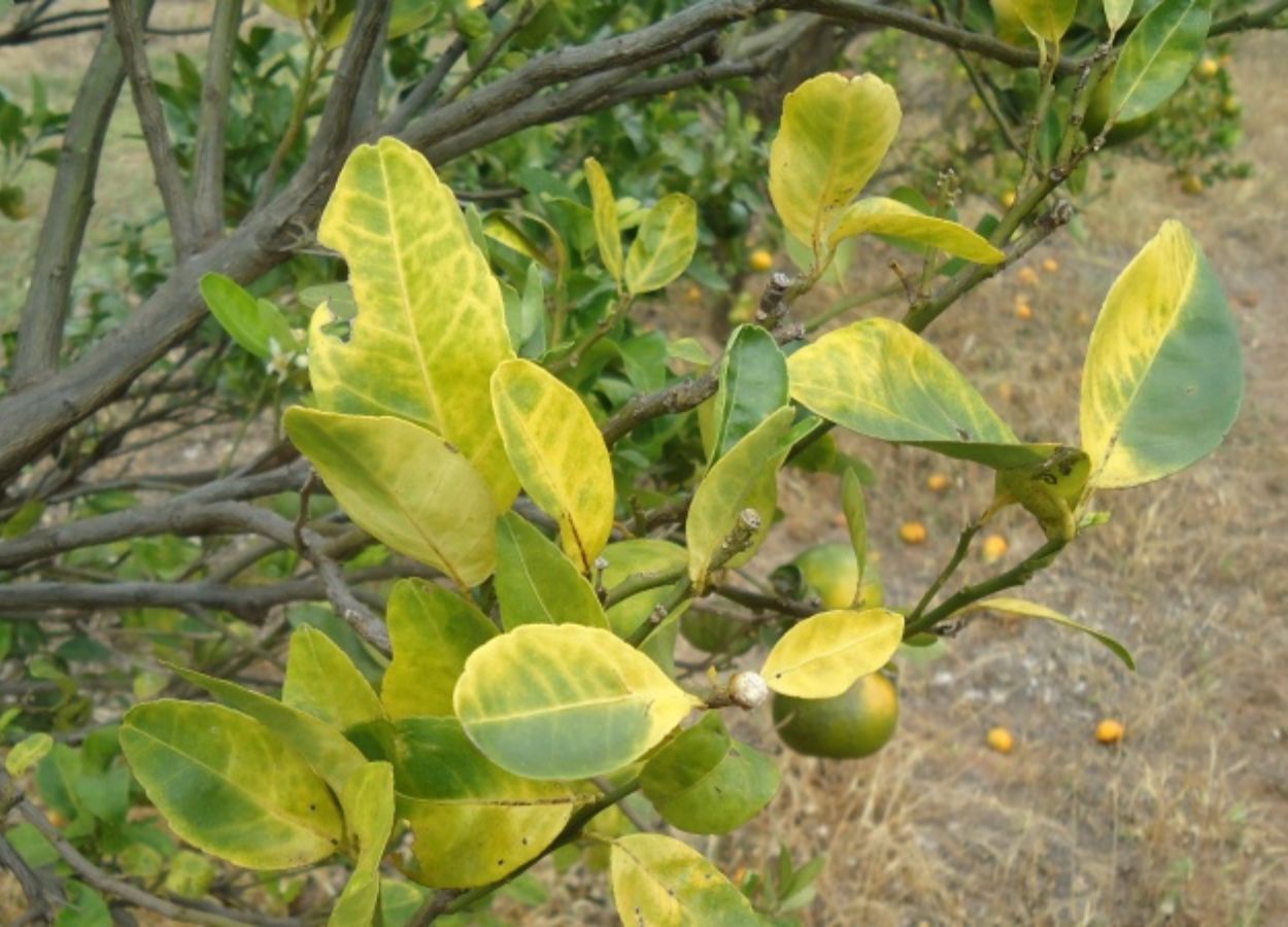 Planta afeada pelo Greening. fonte: Revista Cultivar.