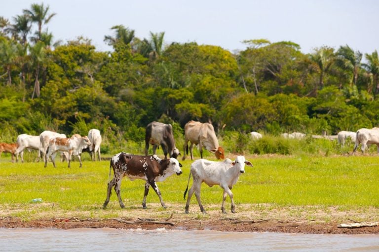 Rebanho em área da floresta amazônica. Fonte: Forbes