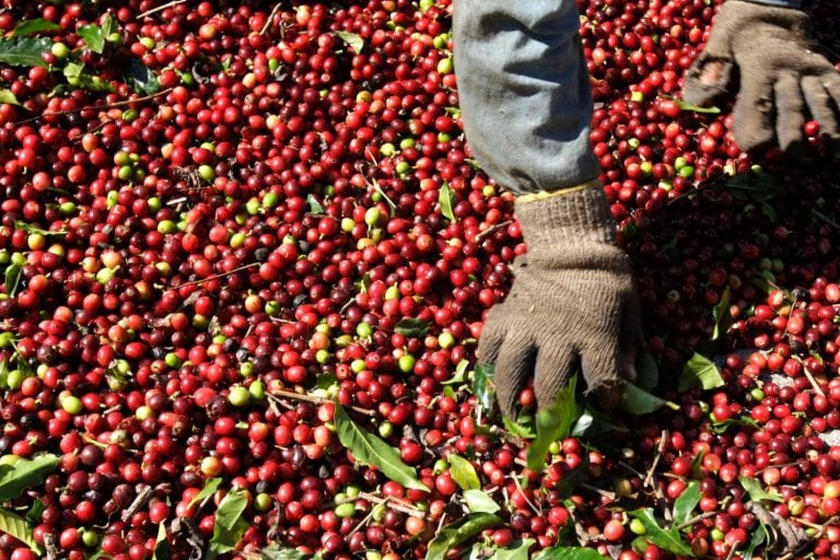 Colheita de café. Fonte: Forbes