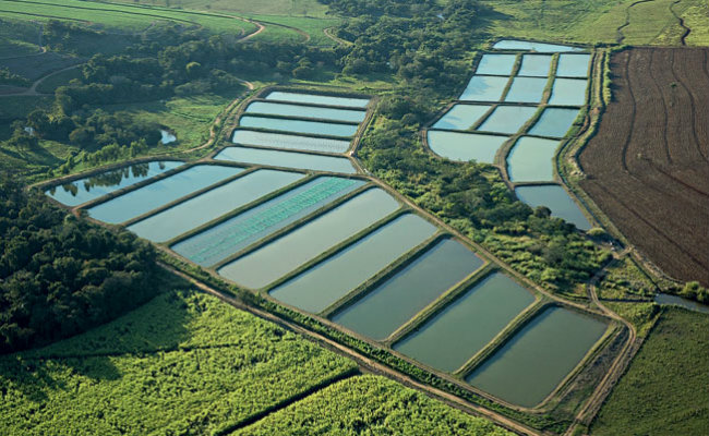 Tanques para piscicultura. Fonte: Ruralsoft.