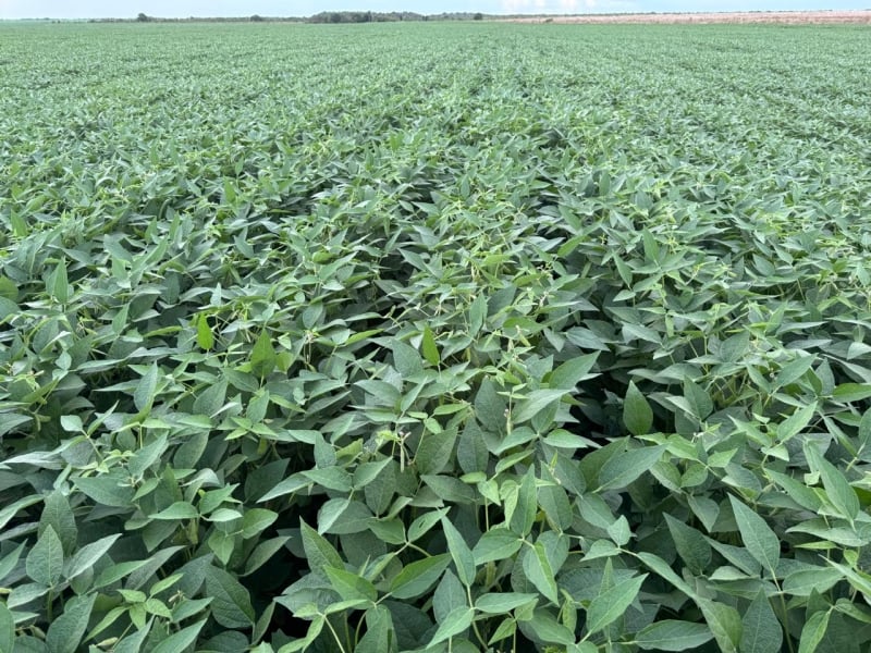Lavoura de soja no Amapá. Fonte: Notícias Agrícolas